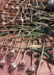 Image of freshly picked garlic