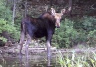 Image of a moose